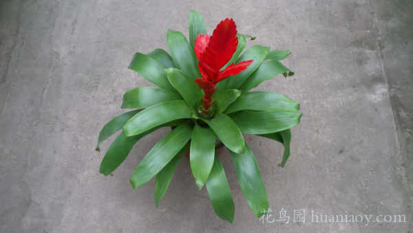凤梨怎么种植盆栽
