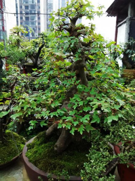 三角枫盆景如何养护