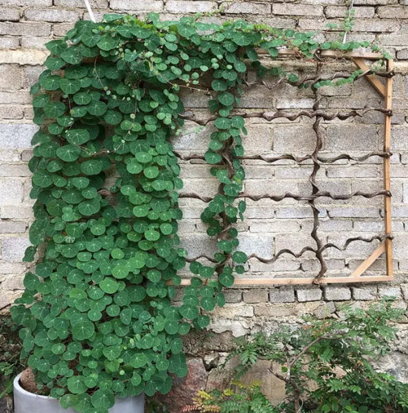 攀爬植物有哪些品种