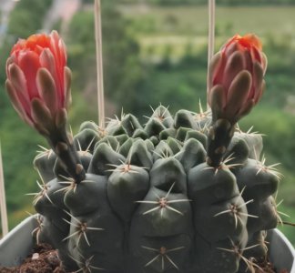 仙人球植物怎么养殖 盆栽仙人球的养护知识
