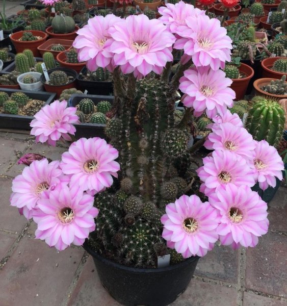 仙人球植物怎么养殖