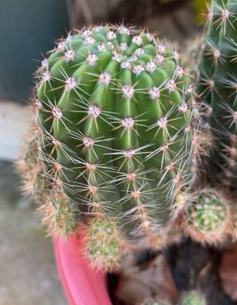仙人球植物怎么养殖