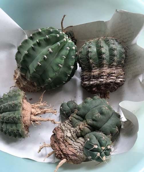 仙人球植物怎么养殖