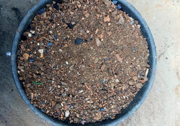 仙人球植物怎么养殖