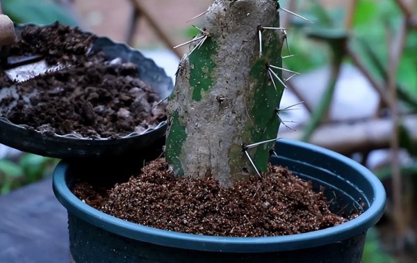 仙人球植物怎么养殖