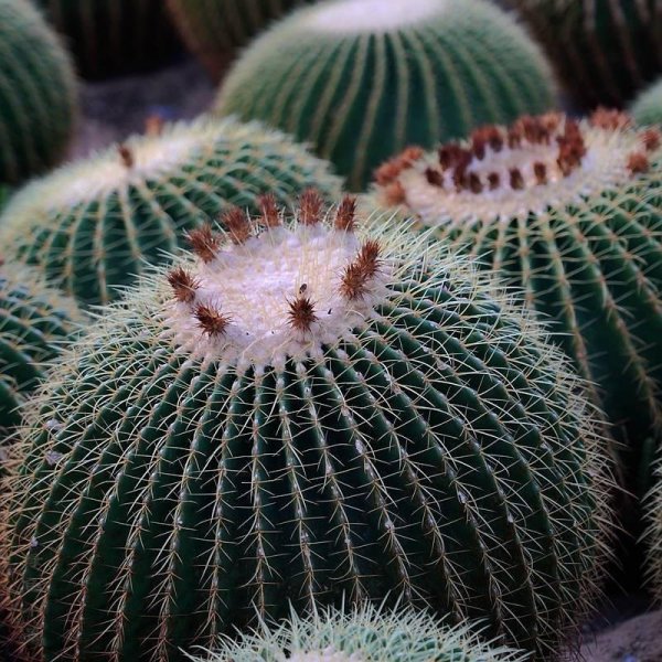 仙人球植物怎么养殖