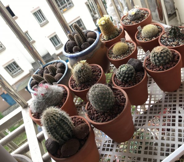 仙人球植物怎么养殖