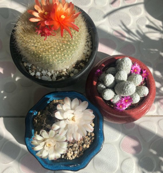 仙人球植物怎么养殖