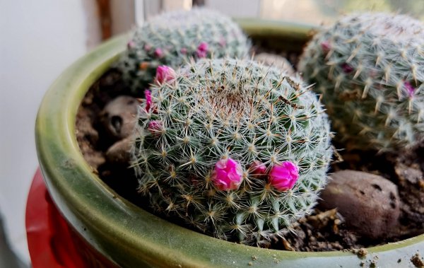 仙人球植物怎么养殖