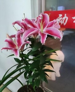 香水百合花怎么养 盆栽香水百合的养护要点