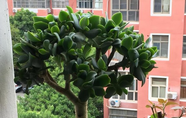 燕子掌怎么养才能更旺盛