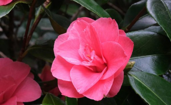 盆栽茶花怎么养