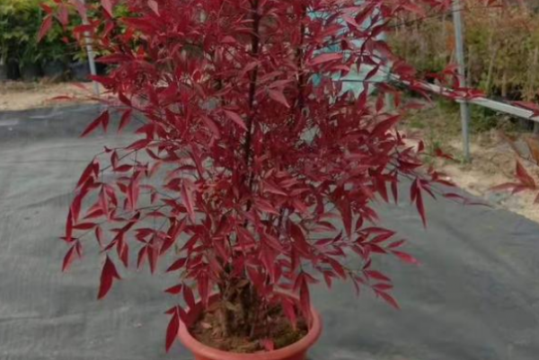 南天竹盆景怎么养护