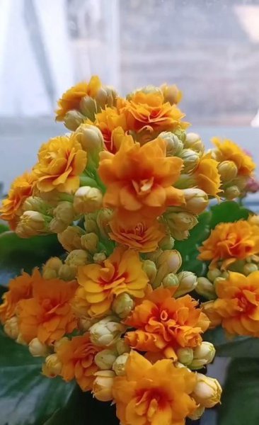 长寿花的品种有哪些