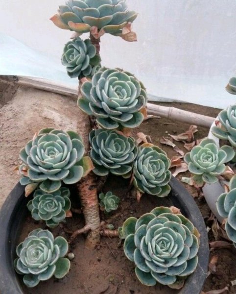 多肉植物怎么养