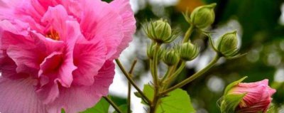 芙蓉花怎么养殖方法 盆栽芙蓉花的养护技巧