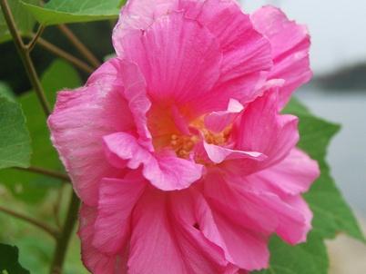 芙蓉花怎么养殖方法