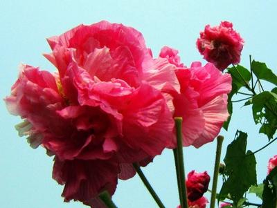 芙蓉花怎么养殖方法