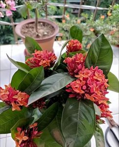 龙船花好养吗 盆栽龙船花养殖技术要点