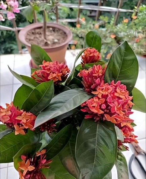 龙船花好养吗