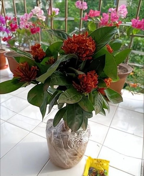 龙船花好养吗