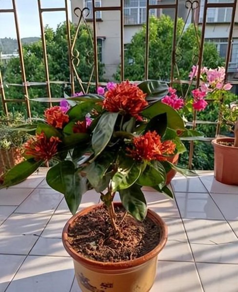 龙船花好养吗