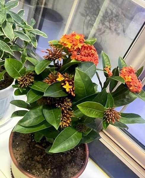 龙船花好养吗