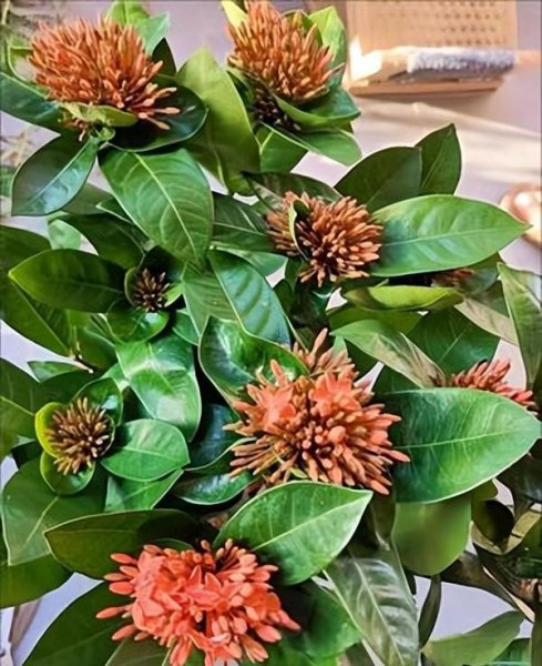 龙船花好养吗