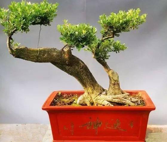黄杨盆景怎么养