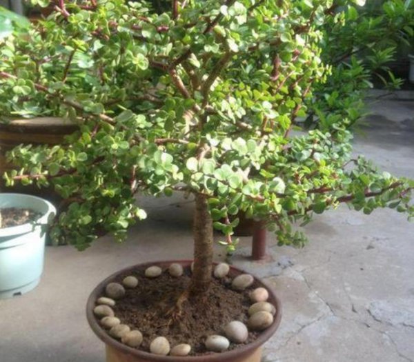 植物金枝玉叶怎么养