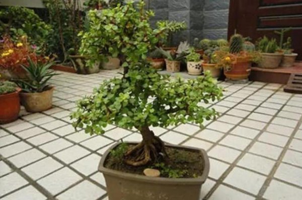 植物金枝玉叶怎么养