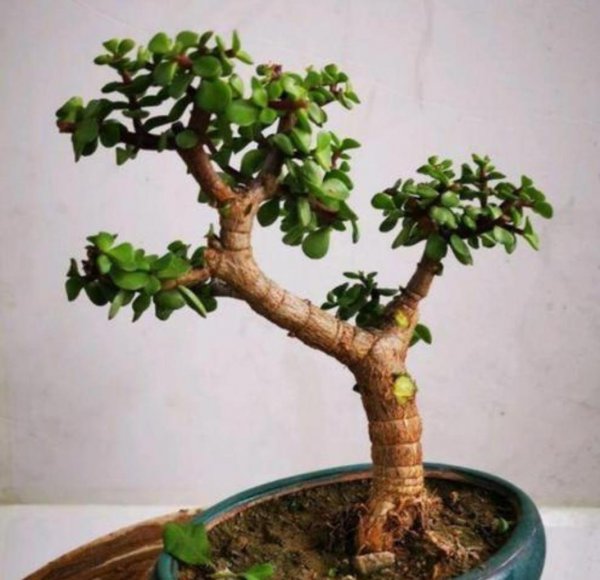 植物金枝玉叶怎么养