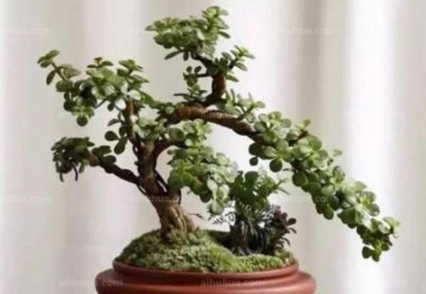 植物金枝玉叶怎么养