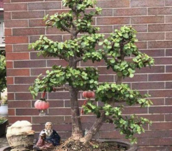 植物金枝玉叶怎么养