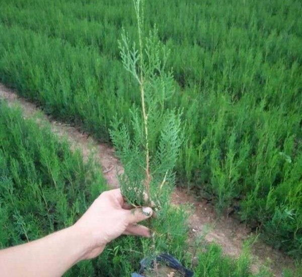 柏树盆景怎么养护