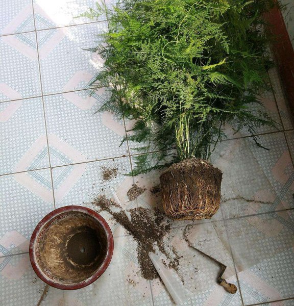 文竹盆栽怎么养殖