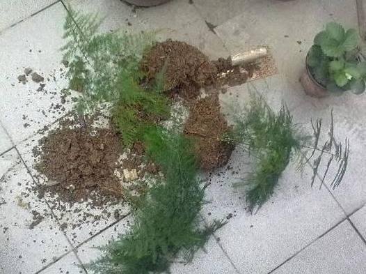 文竹盆栽怎么养殖