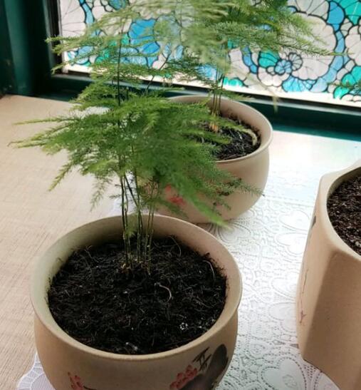 文竹盆栽怎么养殖