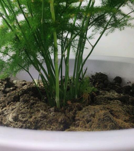 文竹盆栽怎么养殖