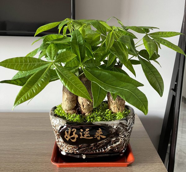 小发财树怎么养才长得好