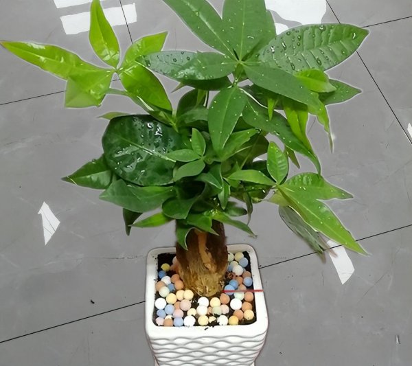 小发财树怎么养才长得好