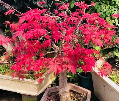 红枫盆栽怎么种植