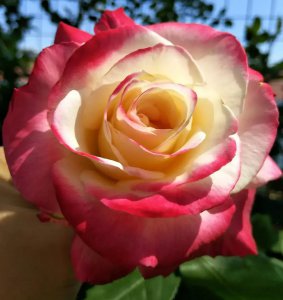 经典月季花型有哪些 经典月季花品种排行