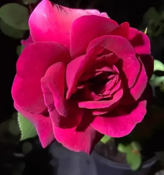 经典月季花型有哪些