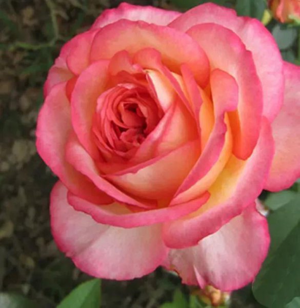 经典月季花型有哪些