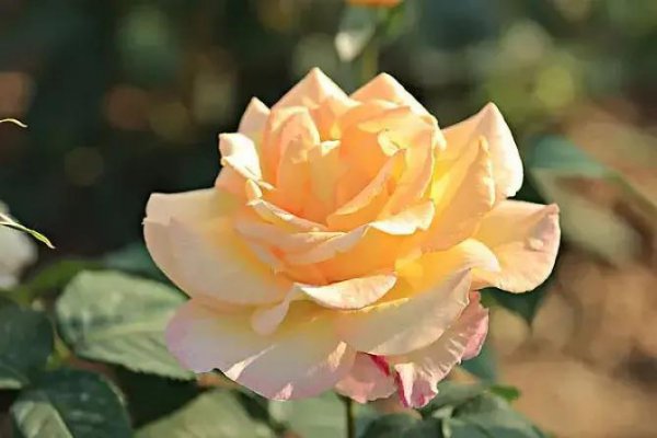 经典月季花型有哪些