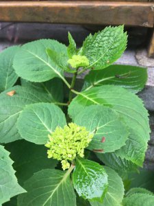 盆栽绣球花怎么养 绣球花的养殖方法讲解