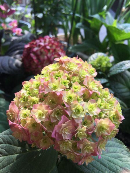 盆栽绣球花怎么养