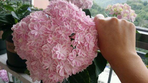 盆栽绣球花怎么养