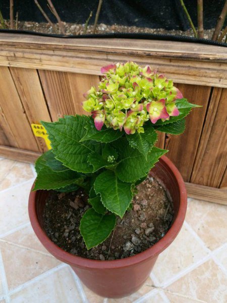 盆栽绣球花怎么养